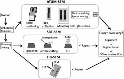 Three-Dimensional Structure of Dendritic Spines Revealed by Volume Electron Microscopy Techniques